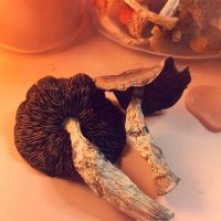 wavy-caps-magic-mushrooms