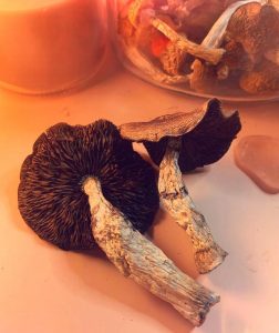 wavy-caps-magic-mushrooms