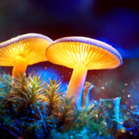 Magic Mushrooms - Products